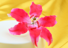 Blumen & Blätter